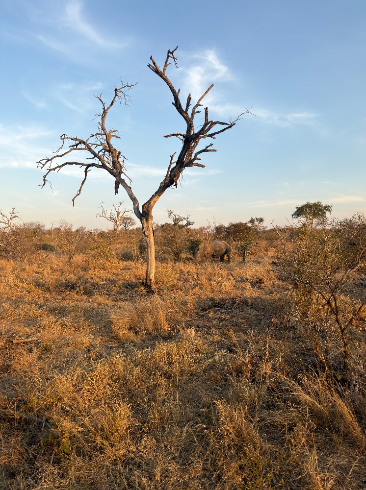 Dirt road through the Lowveld bush at sunset.